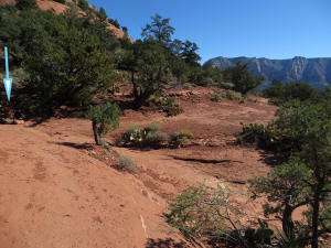The trail appears to go to the right.   In this direction there are great views and an easy hike.