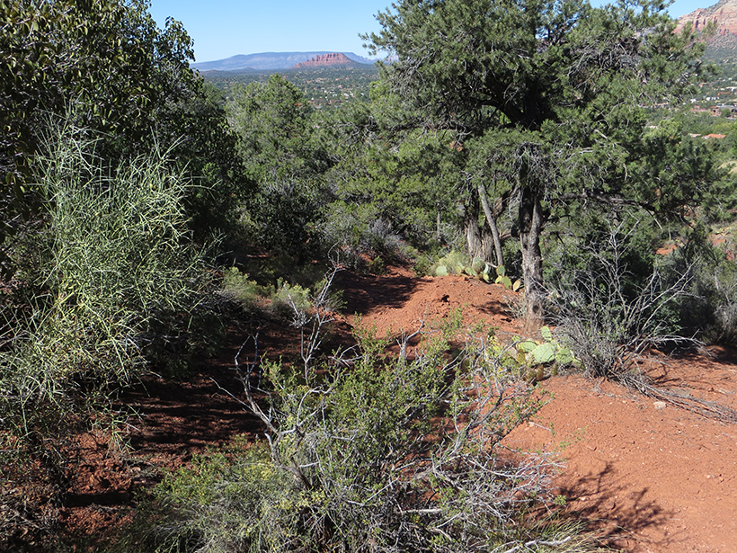 Coconino Loop Trail - Heading Down