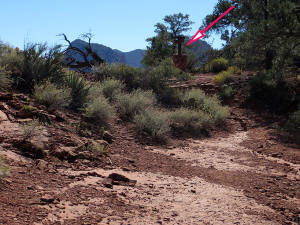 Trail continues and loops back to the beginning.  Note the Trailhead Sign (red arrow).
