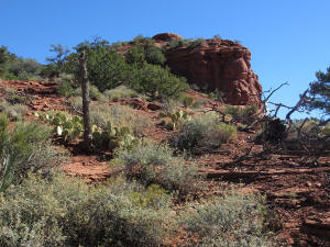 Coconico Loop Trail - Picture 37