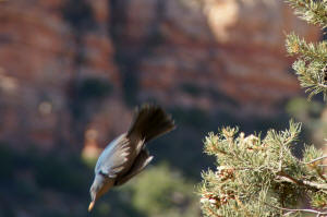 Blue Jay Dive-bombing Out of a Tree