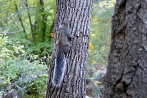 Squirrel - Boynton Canyon