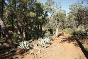 Top of Brins Mesa In Remaining Wooded Area