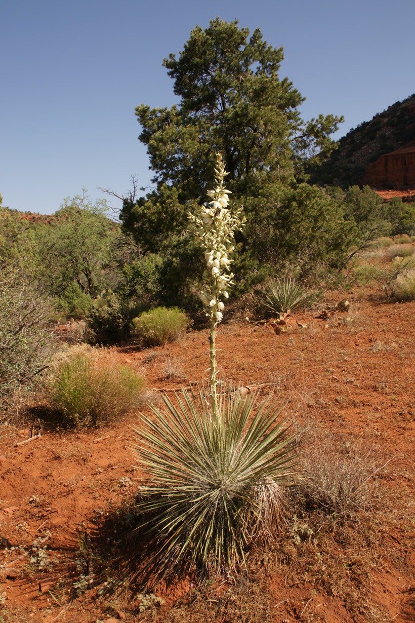 Flowes and Wildlife Pictures in Sedona AZ