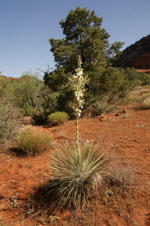 Yucca Plant with flower