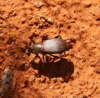 Stag Beatle