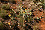 Prickly pear cactus with yellow flower