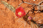 Red flower - prickly pear cactus