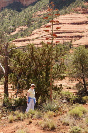 Agave plant with mast and flower