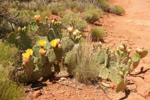 Yellow flower prickly pear cactus