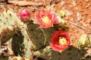 Prickly pear cactus with a red flower