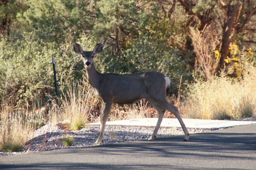 Mule Deer on Approach to Doe Mountain - Sedona, Arizona