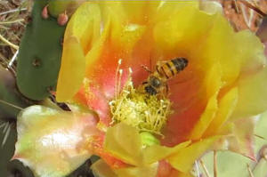 Bee Pollinating Flower