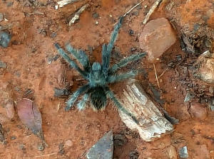 Tarantula - Cathedral Rock