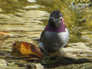 Hummingbird on Stream