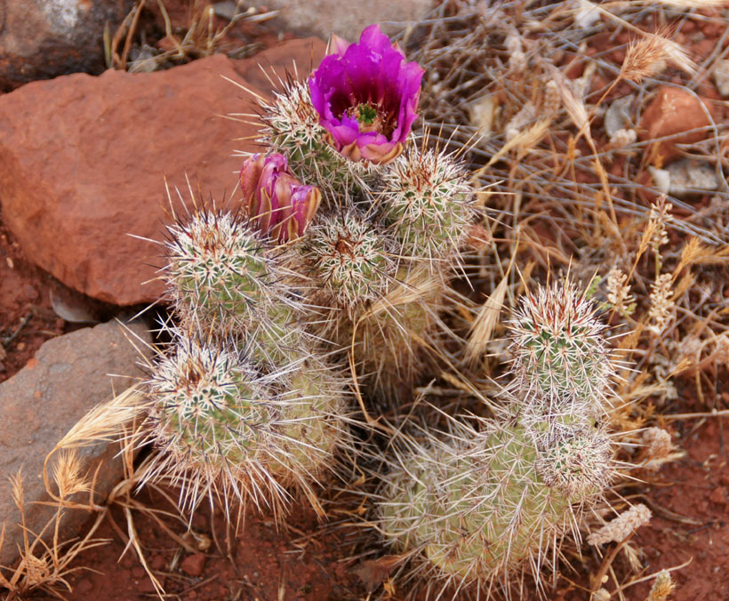 Strawberry Hedgehog Cactus - Purple Flower